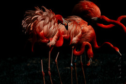 красочные фламинго / зоопарк, фламинго