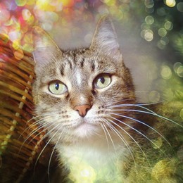 Мурзик. / Кот.