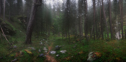 Тропами Юсеньги / Приэльбрусье. Лес в ущелье Юсеньги