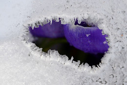 Окно в весну / Ночной снег в конце марта. Через окошко в снегу, край которого покрыт бахромой из кристаллов льда, выглядывают на свет цветы крокусов.