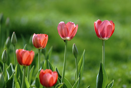 Весна / и первые тюльпаны