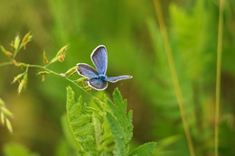 Голубянка / Голубянка Икар (лат. Polyommatus icarus) — дневная бабочка из семейства голубянок.