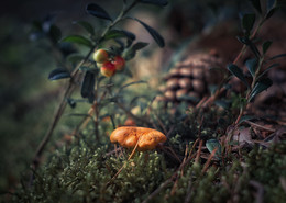 &nbsp; / Лесная