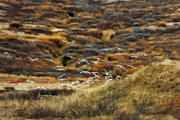 Белые крылья / Осень в Заполярье. Куропатки переодеваются в зимнее...