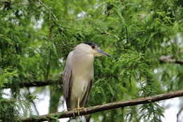 Невозмутимый птиц / Ночная цапля или Кваква имеет короткую по сравнению с другими цаплями шею и короткий, но крепкий и мощный клюв.