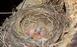 Птенцы дрозда в гнезде / Вывелись птенцы дрозда