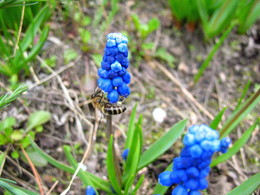 Мускари с пчёлкой / Весна!