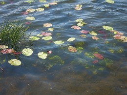 КУВШИНКИ ПРОСЫПАЮТСЯ / 24 МАЯ 2018 ГОДА НА РЕКЕ-МОСКВЕ НА ПОВЕРХНОСТИ ВОДЫ ПОЯВИЛИСЬ ЛИСТЬЯ КУВШИНКИ - ЗНАЧИТ ЗАМОРОЗКОВ БОЛЬШЕ НЕ БУДЕТ