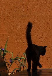 Кот гуляющий по столу вдоль красной стены / Кот гуляет по столу вдоль красной стены