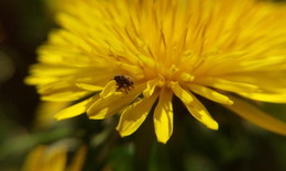 Fly and flower / Мушка, севшая на цветок одуванчика.
Снято на телефон HTC 627 с линзой.