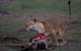 Кения - сафари / .....