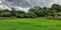 Предгрозовое состояние южной природы / Флорида