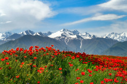 Майские маки... / предгорья Кыргызстана весной покрываются алыми маками...