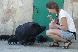 История не моей жизни / Дикая свинья в свободнгом доступе в сафари парке в Крыму