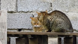 Ну хватит дремать... / ***