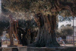 сквозь тысячелетие / оливковое дерево преклонного возраста