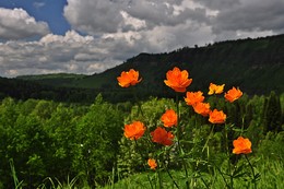 Огоньки / Огоньки - цветы Кузбасса.