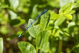 Стрекоза / Маленькая невесомая стрекрозка.