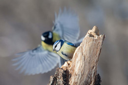 Не бойся, я с тобой! / Не бойся, я с тобой!