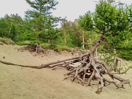 &nbsp; / Знаменитые ходульные деревья – их могучие корни обнажены из-за постоянных ветров и воды.