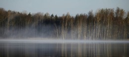 В тумане утреннем прибрежные березы...... / Карельский перешеек. Река Вуокса. Май