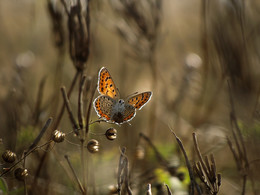 Про бабочку / Бабочка в луговых травах.