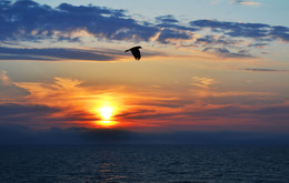 На закате / Балтийское море,закат,чайка