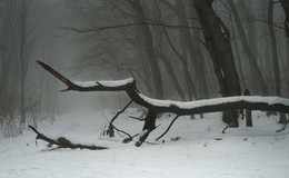 Мрачный лес / Ставропольский лес,зима