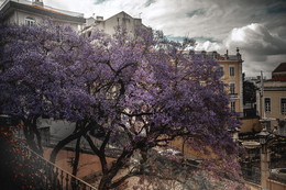 цветет джакаранда / Лиссабон, июнь, цветение