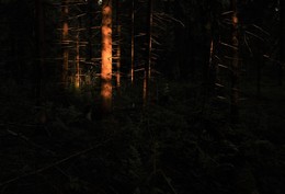 &quot;Последний солнца луч ...&quot; / Вечер в лесу ...