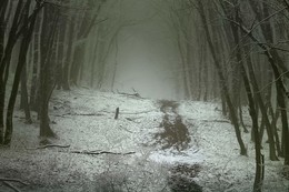 Мрачный путь / Весенний лес