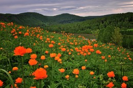 Огоньки в Горной Шории / Огоньки - местные цветы, которые огромными полянами цветут по всей 
Горной Шории.