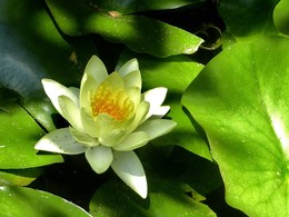 Свет и тени, два на одной / ***