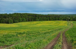 Одуванчиковое полотно / Пермский край.Кунгурский район