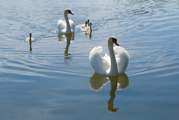 Семья белых лебедей-шипунов на озере / Семья белых лебедей-шипунов на озере