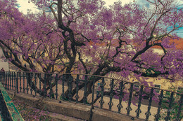 июньское цветение в Лиссабоне / цветет джакаранда