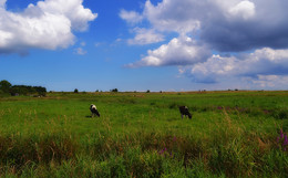Калининградская обл. / Калининградская обл.природа,животные,небо,облака