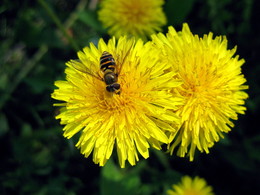 Здесь полно нектара! / Лето!!!