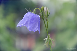 Campanula / (снимок сделан 10 июня 2012 г.)