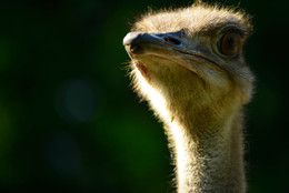 Голова страуса / Без названия