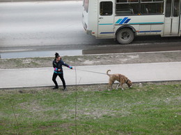 Все очень серьезно / Говорила мне мама : "Лучше взять пекинеса"