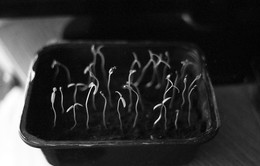 Все очень серьезно / пленка Fomapan 100
проявитель d 76
время проявки 10 мину