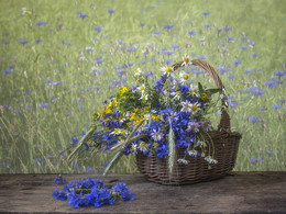 Васильковое лето / летний натюрморт с с полевыми цветами