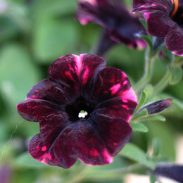 Петунья / Петунья как бархат