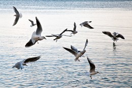Полет / чайки в поете на море