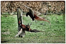 петушиные бои / петушиные бои