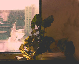 Перед окном (22) / интерьер, окно, цветок