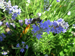 Лаванда / летний солнечный день, лаванда, пчелы