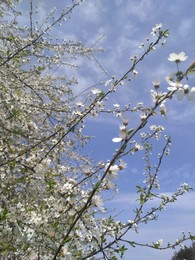 весна / весенний день, цветение алычи
