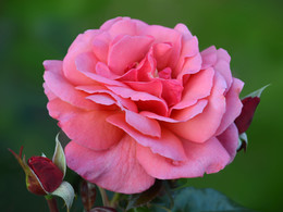 Розовая роза / Розовая роза